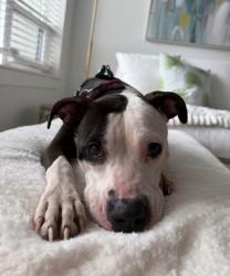 Shelter Stray Female Dog last seen Near Henrico Road Conley, 30288, 30288, GA, 3280 Chamblee Dunwoody Rd, Chamblee, GA 30341, USA