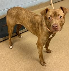 Shelter Stray Female Dog last seen Near Chamblee Tucker Road, Atlanta 30341, 30341, GA, 3280 Chamblee Dunwoody Rd, Chamblee, GA 30341, USA