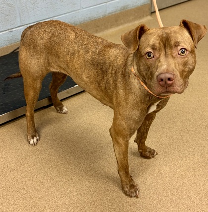 Shelter Stray Female Dog last seen Near Chamblee Tucker Road, Atlanta 30341, 30341, GA, 3280 Chamblee Dunwoody Rd, Chamblee, GA 30341, USA