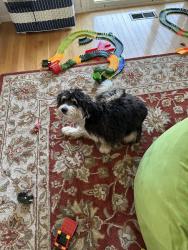 Found/Stray Female Dog last seen Burke and Sunset, Los Altos Hills, CA 94022