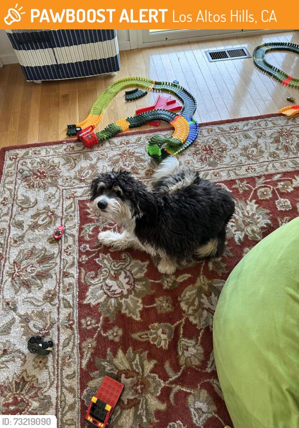Found/Stray Female Dog last seen Burke and Sunset, Los Altos Hills, CA 94022
