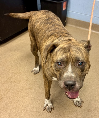 Shelter Stray Female Dog last seen Near S Hairston Rd, 30088, GA, 3280 Chamblee Dunwoody Rd, Chamblee, GA 30341, USA