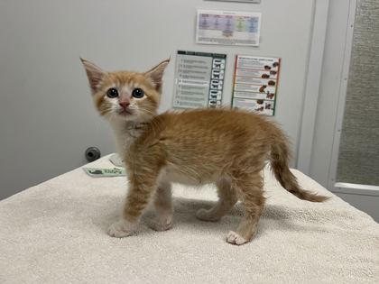 Shelter Stray Female Cat last seen Near Chelsea Ave, 64124, 64124, MO, 7077 Elmwood Ave, Kansas City, MO 64132, USA