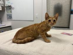 Shelter Stray Male Cat last seen paseo blvd kansas city mo, 64109, MO, 7077 Elmwood Ave, Kansas City, MO 64132, USA