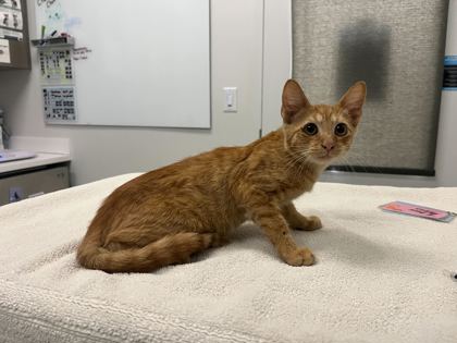 Shelter Stray Male Cat last seen paseo blvd kansas city mo, 64109, MO, 7077 Elmwood Ave, Kansas City, MO 64132, USA