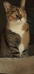 Lost Female Cat last seen Tapskin school, Edmonton, AB T6K 2Y7