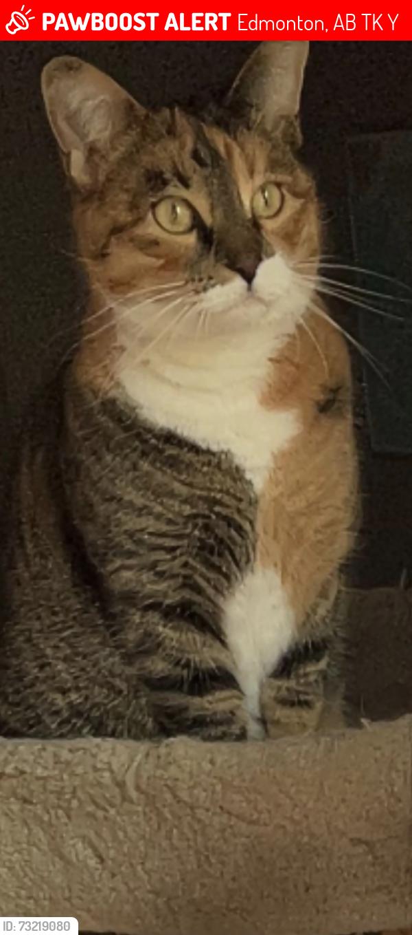 Lost Female Cat last seen Tapskin school, Edmonton, AB T6K 2Y7