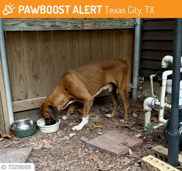 Found/Stray Male Dog last seen North side of Emmett Lowry Expressway, Texas City, TX 77591
