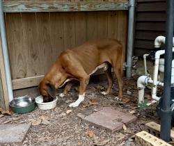Found/Stray Male Dog last seen North side of Emmett Lowry Expressway, Texas City, TX 77591