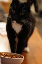 Reunited Female Cat last seen Spring Glen Drive and Sunbonnet, Fair Oaks, CA 95628