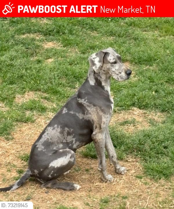 Lost Female Dog last seen Piney rd and old dandridge, New Market, TN 37820