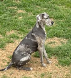 Lost Female Dog last seen Piney rd and old dandridge, New Market, TN 37820