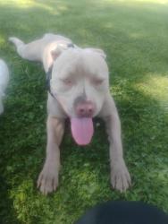 Lost Male Dog last seen Pine Ave & Pacific Ave, Long Beach, CA 90813