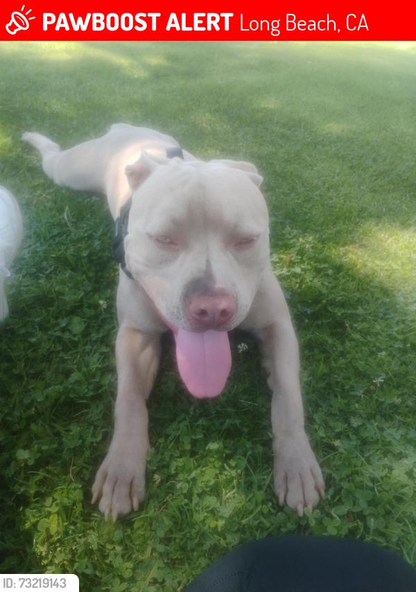 Lost Male Dog last seen Pine Ave & Pacific Ave, Long Beach, CA 90813