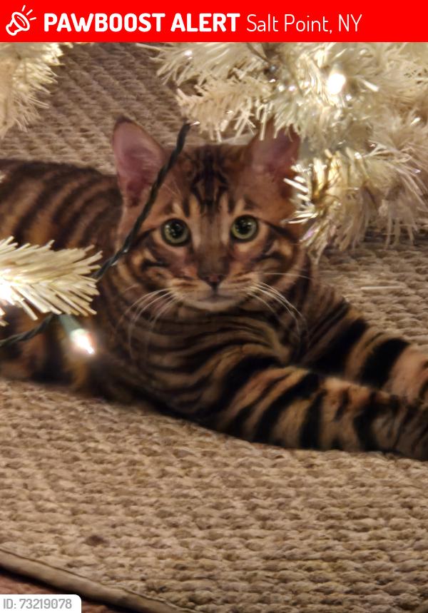 Lost Male Cat last seen Malone Rd and Warhken Rd and Fox Run Rd, Salt Point, NY 12578