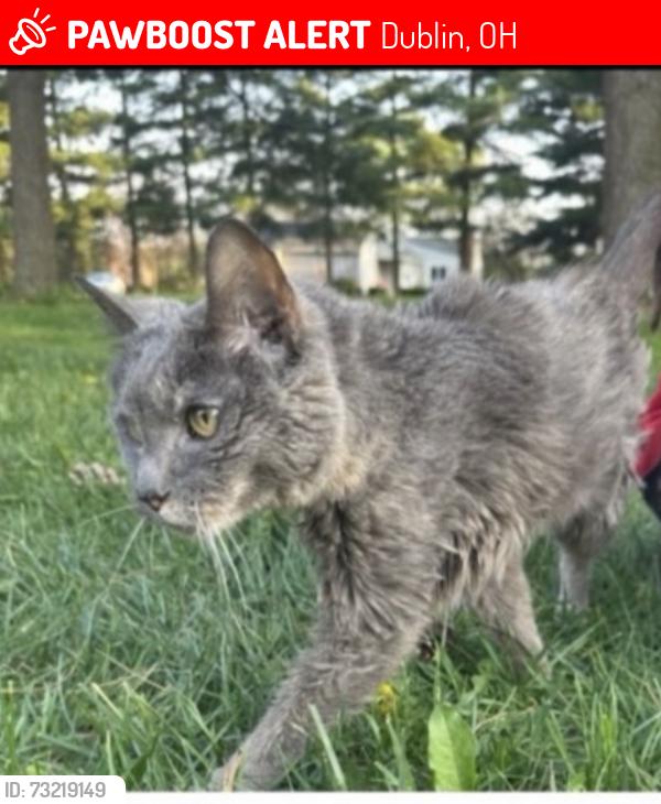 Lost Female Cat last seen Wilcox rd rings rd, Dublin, OH 43016