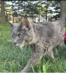 Lost Female Cat last seen Wilcox rd rings rd, Dublin, OH 43016
