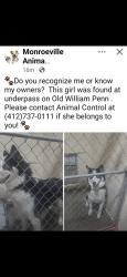 Reunited Female Dog last seen Old Wm Penn Hwy / blackJefferson Rd, Penn Hills Township, PA 15146