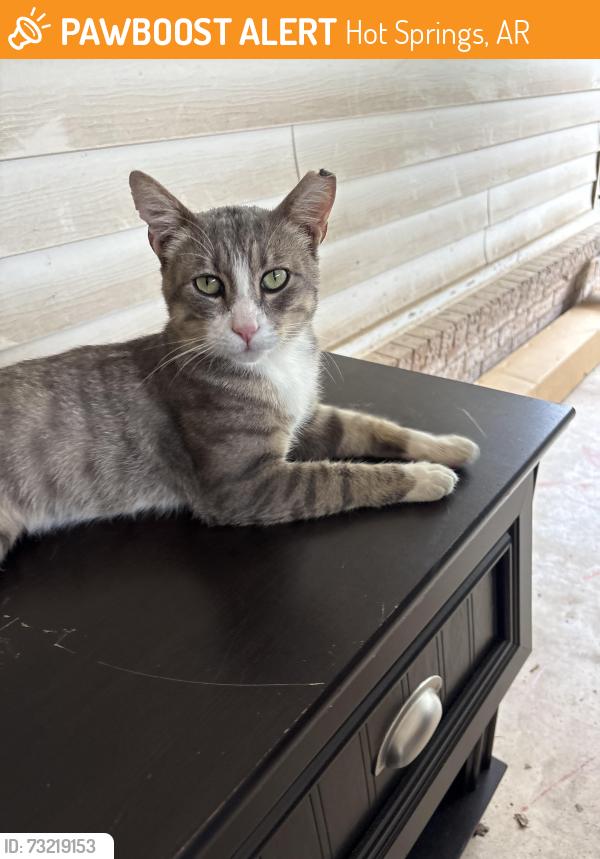 Found/Stray Male Cat last seen Moonriver Bay and Burchwood Bay, Hot Springs, AR 71913