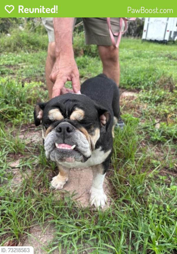 Reunited Female Dog last seen Country Club and Dania Circle, Lehigh Acres, FL 33936