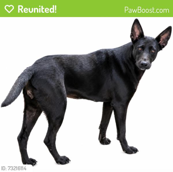 Reunited Female Dog last seen Near N Devine Rd., Vancouver, WA 98661
