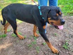 Shelter Stray Male Dog last seen Near Bruce Avenue, ODENTON, MD, 21113, 411 Maxwell Frye Rd, Millersville, MD 21108, USA