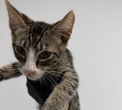 Shelter Stray Male Cat last seen Eta Street, San Diego, CA, 92113, 5500 Gaines St, San Diego, CA 92110, USA
