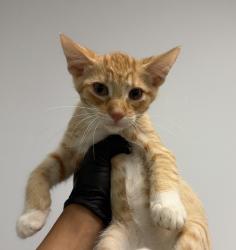 Shelter Stray Male Cat last seen Eta Street, San Diego, CA, 92113, 5500 Gaines St, San Diego, CA 92110, USA