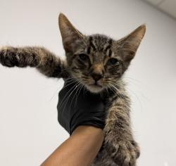 Shelter Stray Male Cat last seen Eta Street, San Diego, CA, 92113, 5500 Gaines St, San Diego, CA 92110, USA