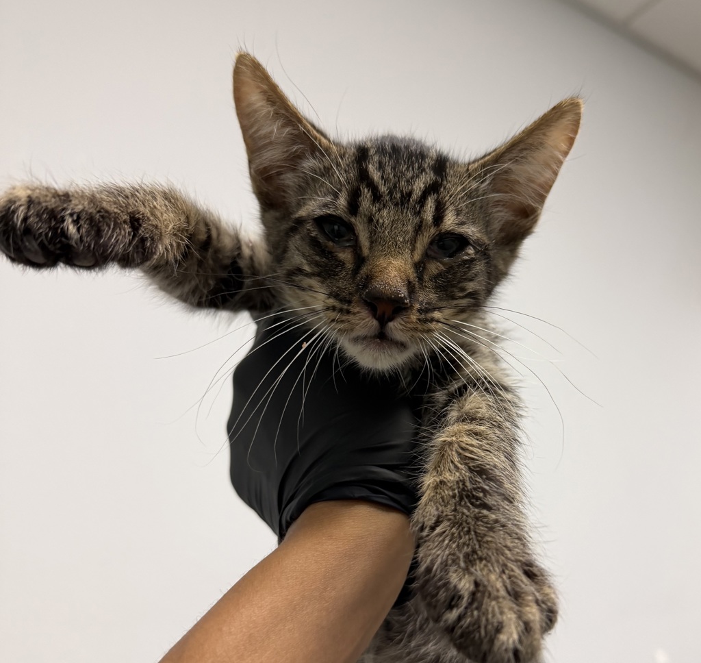 Shelter Stray Male Cat last seen Eta Street, San Diego, CA, 92113, 5500 Gaines St, San Diego, CA 92110, USA