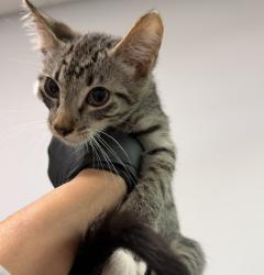 Shelter Stray Male Cat last seen Eta Street, San Diego, CA, 92113, 5500 Gaines St, San Diego, CA 92110, USA