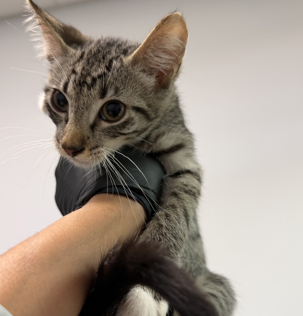 Shelter Stray Male Cat last seen Eta Street, San Diego, CA, 92113, 5500 Gaines St, San Diego, CA 92110, USA