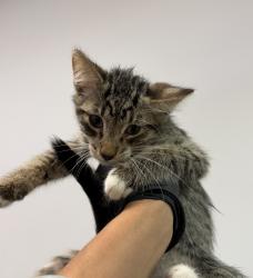 Shelter Stray Male Cat last seen Eta Street, San Diego, CA, 92113, 5500 Gaines St, San Diego, CA 92110, USA