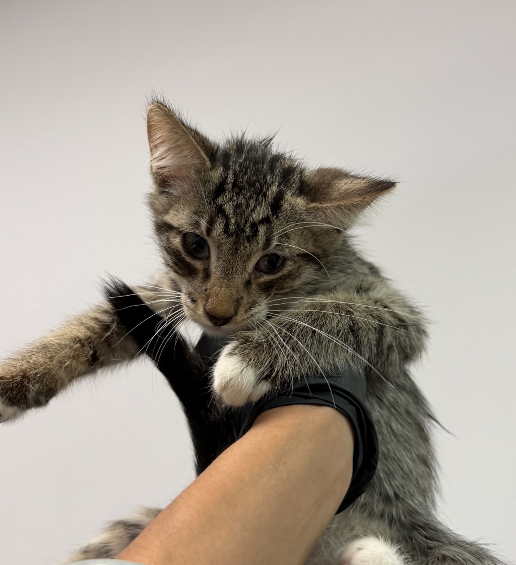 Shelter Stray Male Cat last seen Eta Street, San Diego, CA, 92113, 5500 Gaines St, San Diego, CA 92110, USA