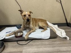 Shelter Stray Male Dog last seen Mission Avenue, Oceanside, CA, 92058, Oceanside, CA 92058, USA