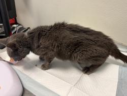 Shelter Stray Female Cat last seen Mission Bay Jetty, San Diego, CA, 92109, 5500 Gaines St, San Diego, CA 92110, USA