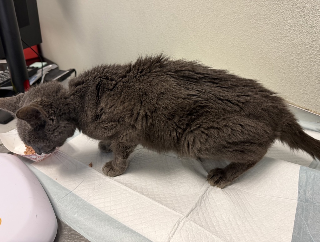 Shelter Stray Female Cat last seen Mission Bay Jetty, San Diego, CA, 92109, 5500 Gaines St, San Diego, CA 92110, USA