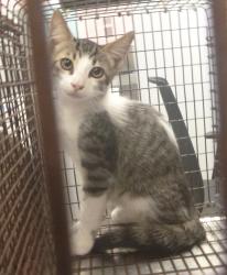 Shelter Stray Female Cat last seen Near E Gloria Switch Road, LAFAYETTE, LA, 70507, 410 Dugas Rd, Lafayette, LA 70507, USA