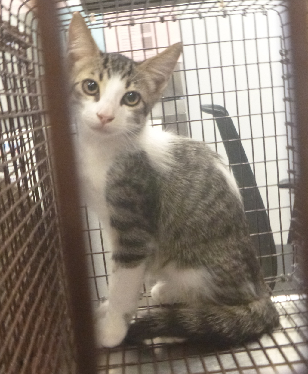 Shelter Stray Female Cat last seen Near E Gloria Switch Road, LAFAYETTE, LA, 70507, 410 Dugas Rd, Lafayette, LA 70507, USA