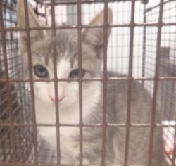 Shelter Stray Female Cat last seen Near E Gloria Switch Road, LAFAYETTE, LA, 70507, 410 Dugas Rd, Lafayette, LA 70507, USA