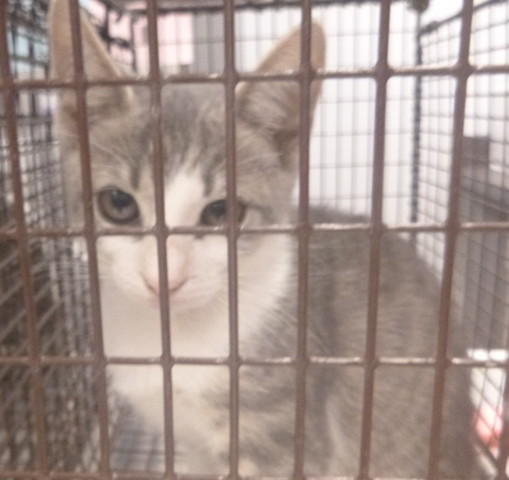 Shelter Stray Female Cat last seen Near E Gloria Switch Road, LAFAYETTE, LA, 70507, 410 Dugas Rd, Lafayette, LA 70507, USA