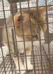 Shelter Stray Female Cat last seen Near Mudd Avenue, LAFAYETTE, LA, 70501, 410 Dugas Rd, Lafayette, LA 70507, USA