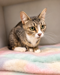 Shelter Stray Female Cat last seen Near Genevieve Drive, LAFAYETTE, LA, 70503, 410 Dugas Rd, Lafayette, LA 70507, USA