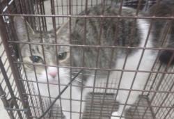 Shelter Stray Female Cat last seen Near Mudd Avenue, LAFAYETTE, LA, 70501, 410 Dugas Rd, Lafayette, LA 70507, USA