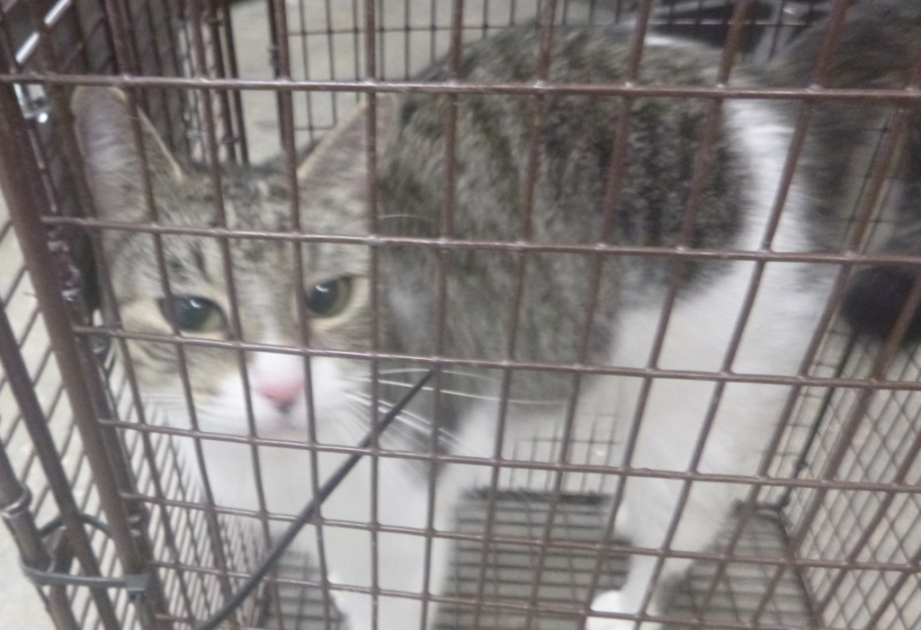 Shelter Stray Female Cat last seen Near Mudd Avenue, LAFAYETTE, LA, 70501, 410 Dugas Rd, Lafayette, LA 70507, USA
