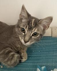 Shelter Stray Female Cat last seen Near Via Del Mesonero, San Diego, CA, 92173, 5500 Gaines St, San Diego, CA 92110, USA