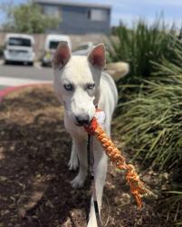 Shelter Stray Female Dog last seen Near Olga Avenue, San Diego, CA, 92123, 5500 Gaines St, San Diego, CA 92110, USA