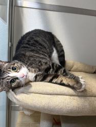 Shelter Stray Female Cat last seen 36th Street, San Diego, CA, 92104, 5500 Gaines St, San Diego, CA 92110, USA