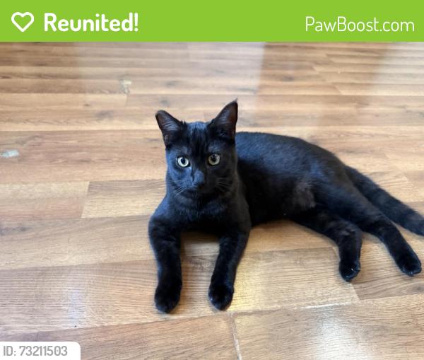 Reunited Female Cat last seen Phillips hse Museum, Arcata, CA 95521