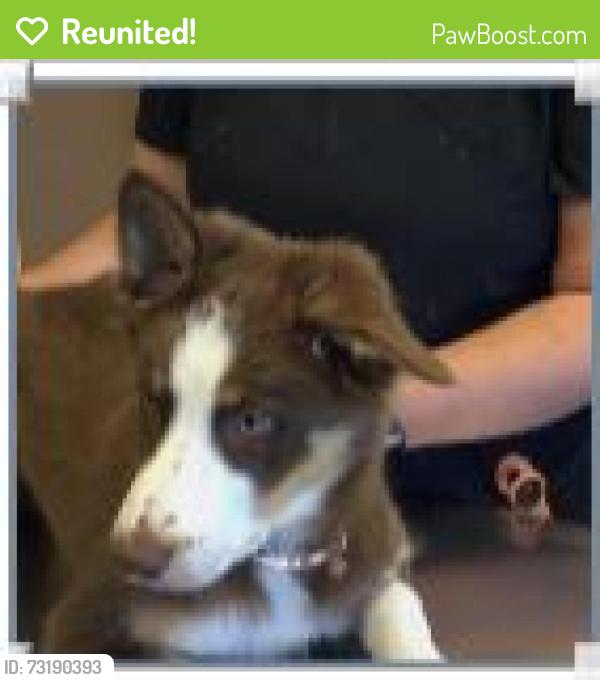 Reunited Female Dog last seen ponderosa way & powell rd, Parker, CO 80134